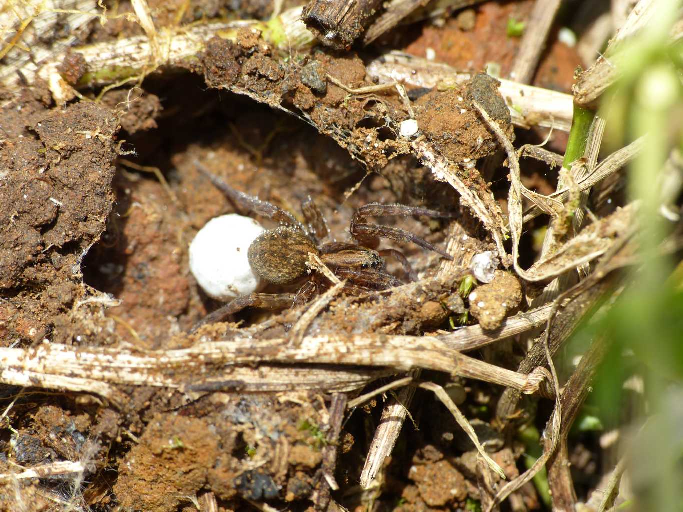 Trochosa sp. con ovisacco - Roma